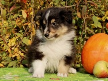 puppies