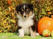 puppies