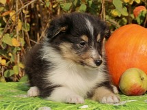 puppies