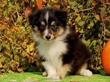 puppies