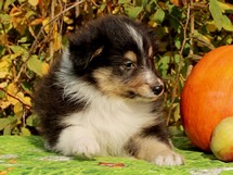 puppies