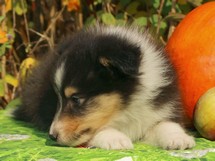 puppies