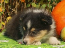 puppies