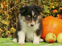 puppies
