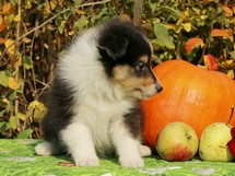 puppies