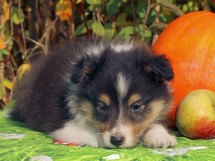 puppies
