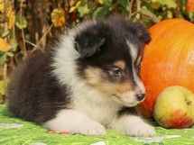 puppies