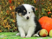 puppies