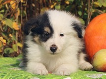 puppies