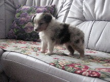 puppies