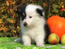puppies
