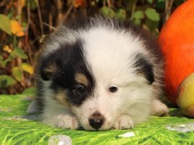 puppies