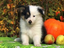 puppies