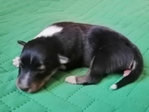 puppies