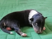 puppies