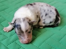 puppies