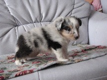 puppies