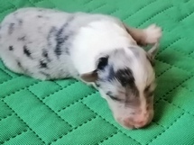 puppies