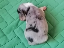 puppies