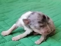 puppies
