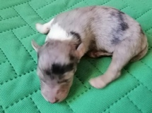 puppies