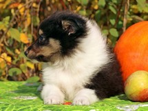 puppies
