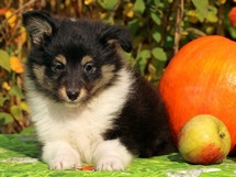 puppies