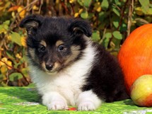 puppies