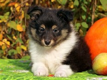 puppies