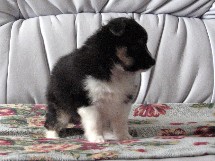 puppies