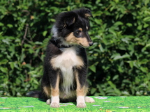 puppies