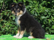 puppies