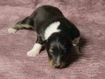 puppies