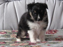 puppies