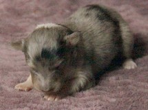puppies