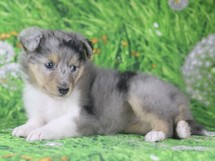 puppies