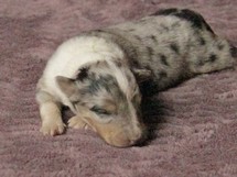 puppies