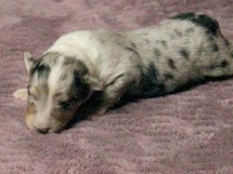 puppies
