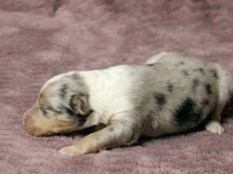 puppies