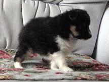 puppies