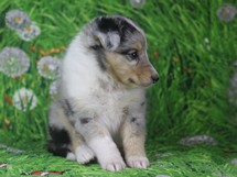 puppies