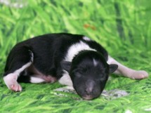 puppies