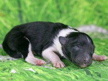 puppies