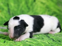puppies