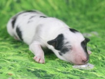 puppies