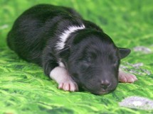 puppies