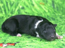 puppies