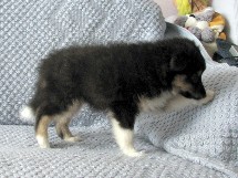 puppies