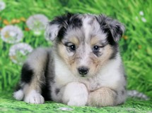 puppies