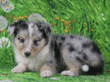 puppies